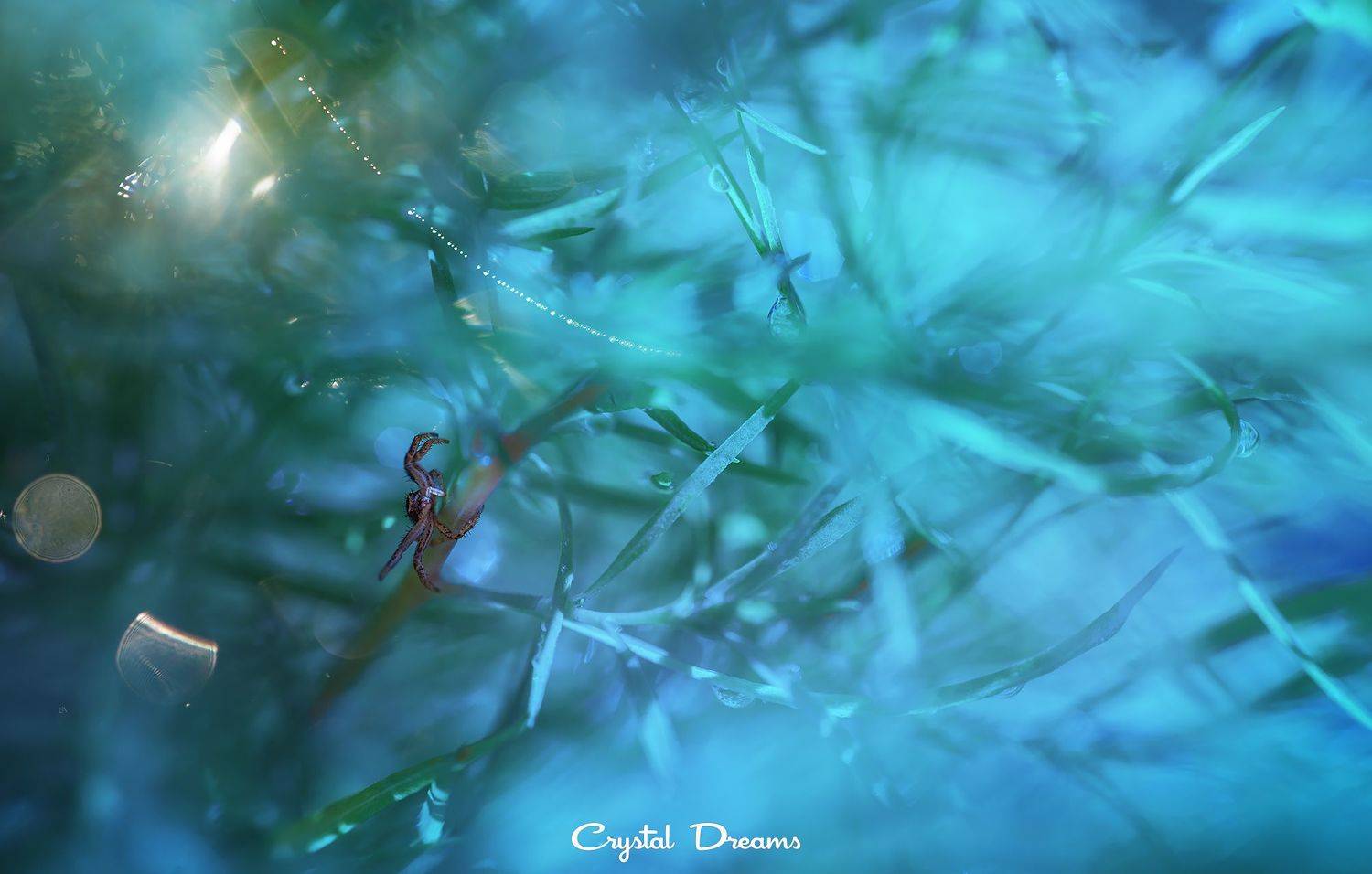 crystal dreams, macro, autumn, color, art, nature, Татьяна Крылова