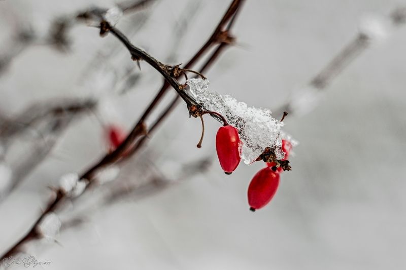 *** фото превью