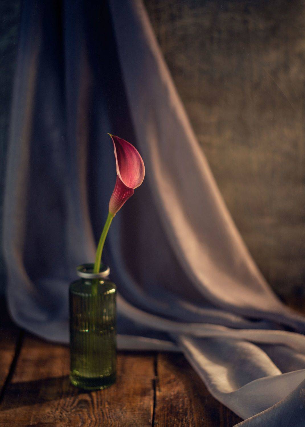 натюрморт цветы кала гелиос, Тата Бакбак