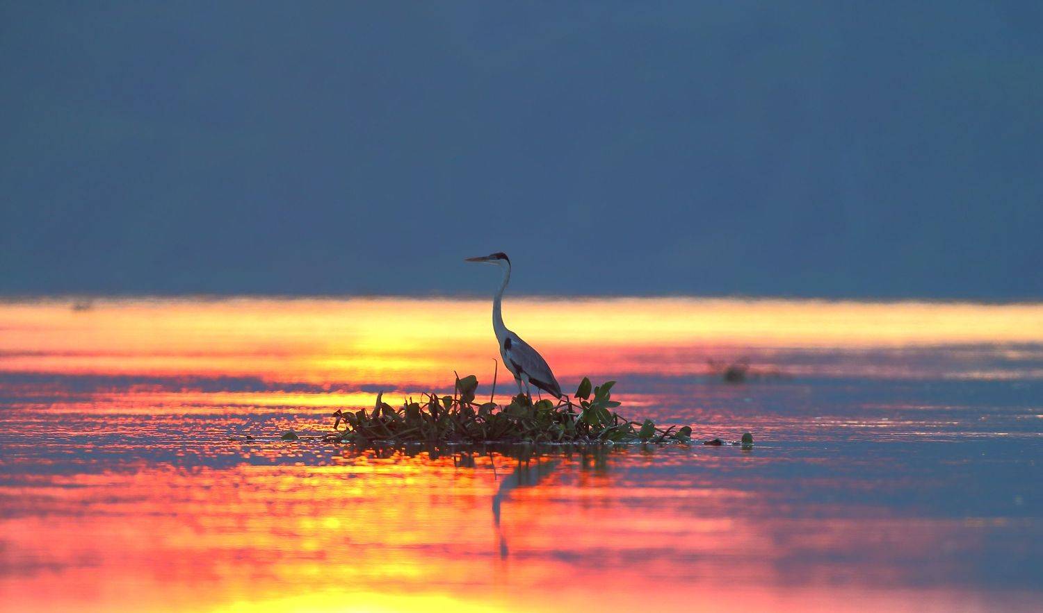 , Гудков Андрей