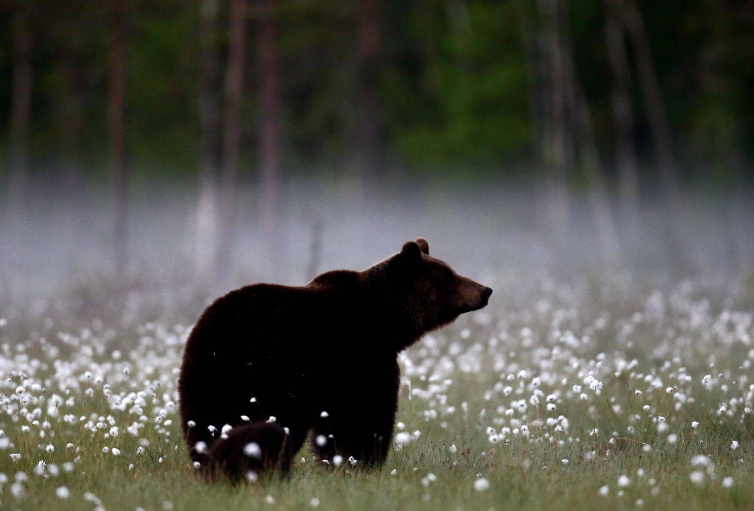 , Гудков Андрей