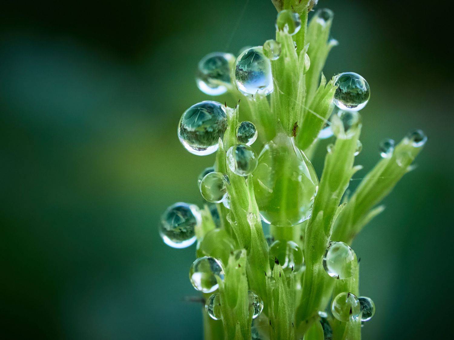 роса, лето, макро, Сергей Калёв