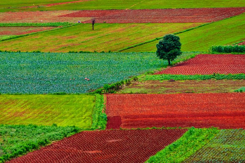 Colorful plantation фото превью