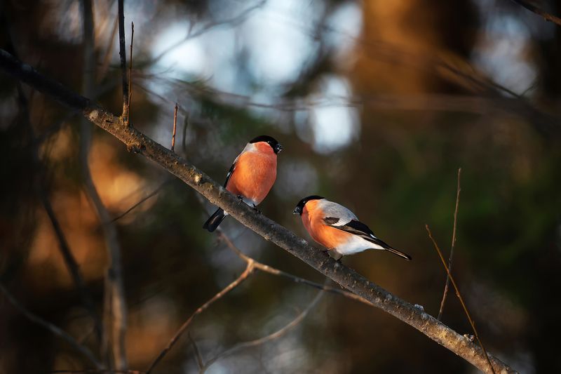 снегири, на, ветке, зима, птицы, лес, снегирь Снегири после обеда фото превью