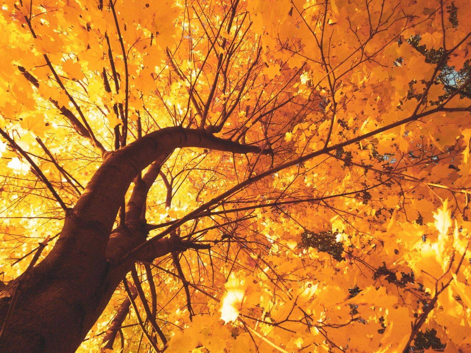 золотой,час,золото,оранжевый,клен,бабье,лето,октябрь,осень,москва,россия,строгинский,затон,большой,строгино,щукинский,полуостров,парк,лес,лесопарк,берег,отдых,уикэнд,туризм,путешествие,день,вечер,дерево,ствол,ветви,крона, Котов Андрей