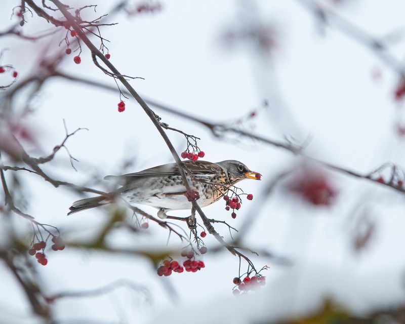 птицы, пернатые, природа Перерыв на обед фото превью