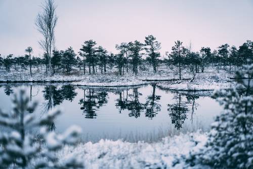 Cold winter landscape frozen snow swamp Kemeri