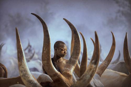 Mundari's cow