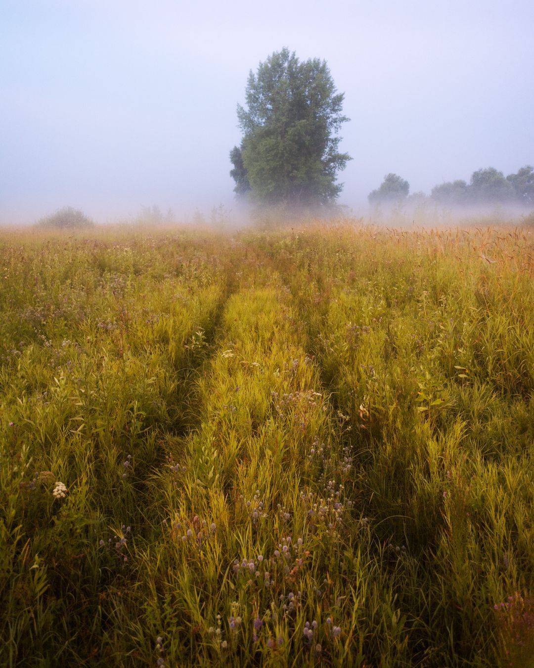 , Алексей Проняхин
