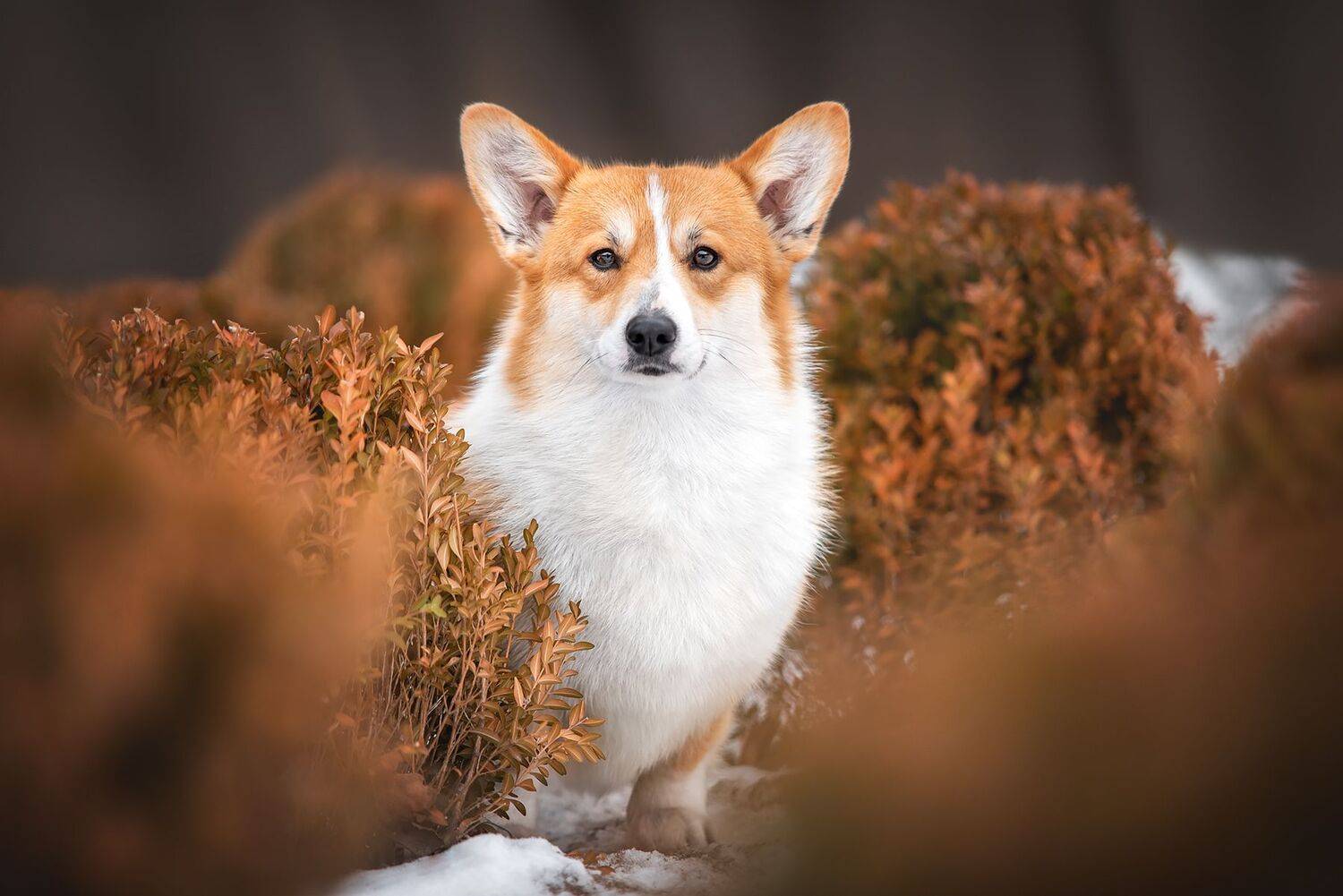 , Анна Вильховая