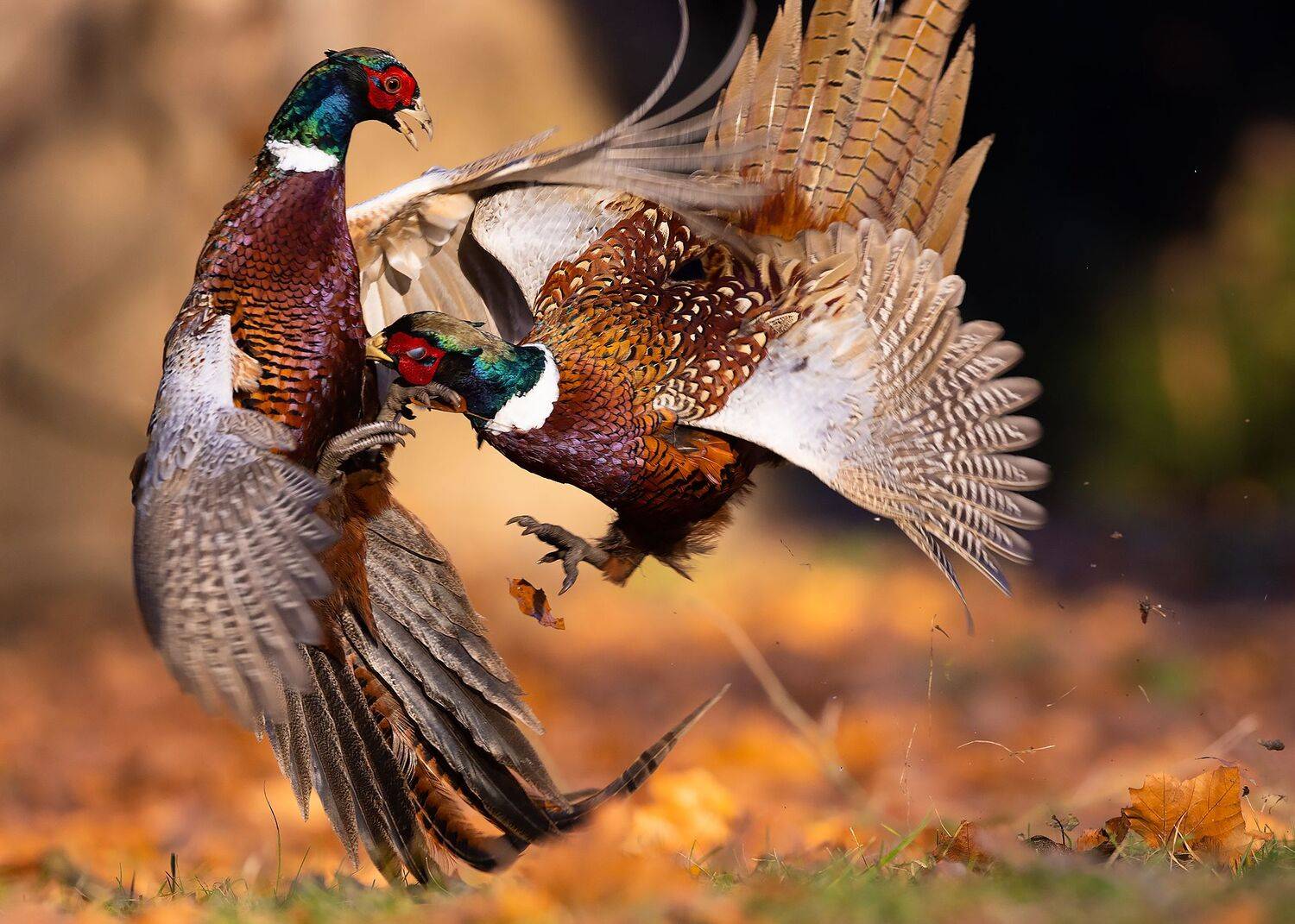 , Robert Adamec