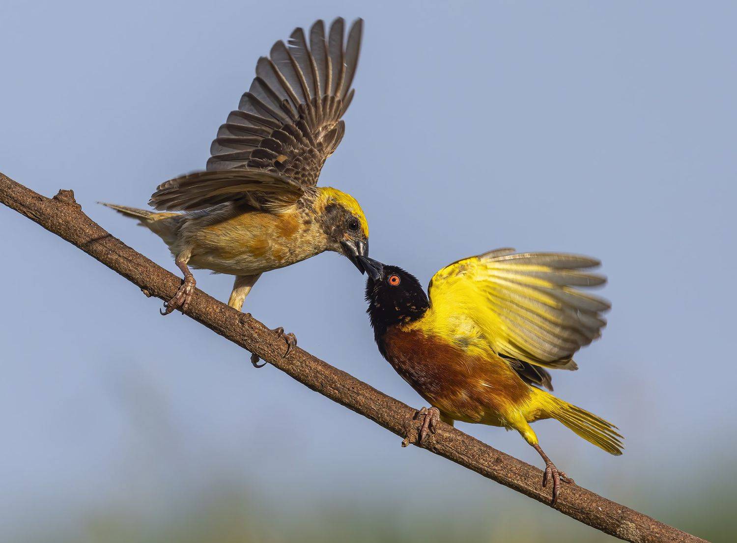 Wildlife, bird, Malkoha, Bird with prey, outdoor, nature, bird photography, colorful, BIF, Bird in Fly, Action, Motion, PARTHA ROY
