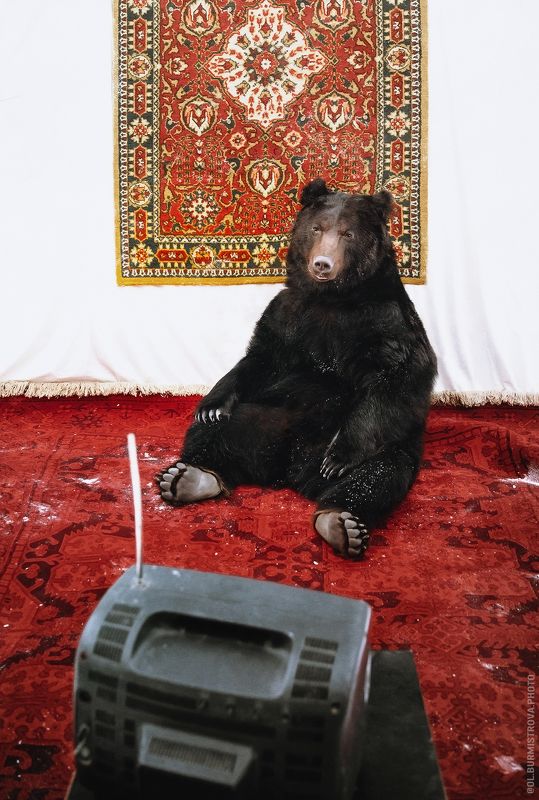 медведь, россия, пенсионер, на фоне ковра, ретро, телевизор, ламповый Цирковой медведь на пенсии фото превью