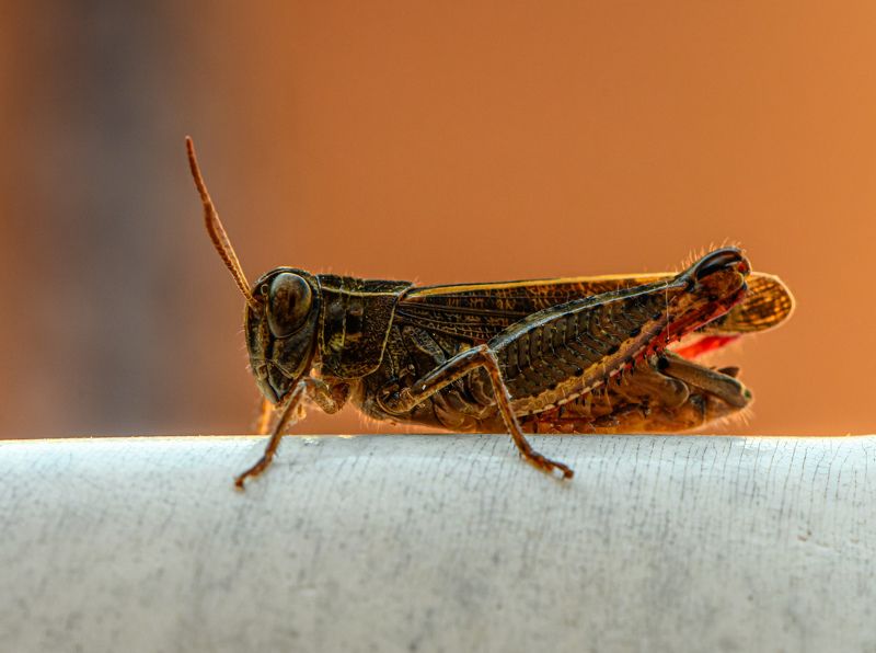 Grasshopper фото превью
