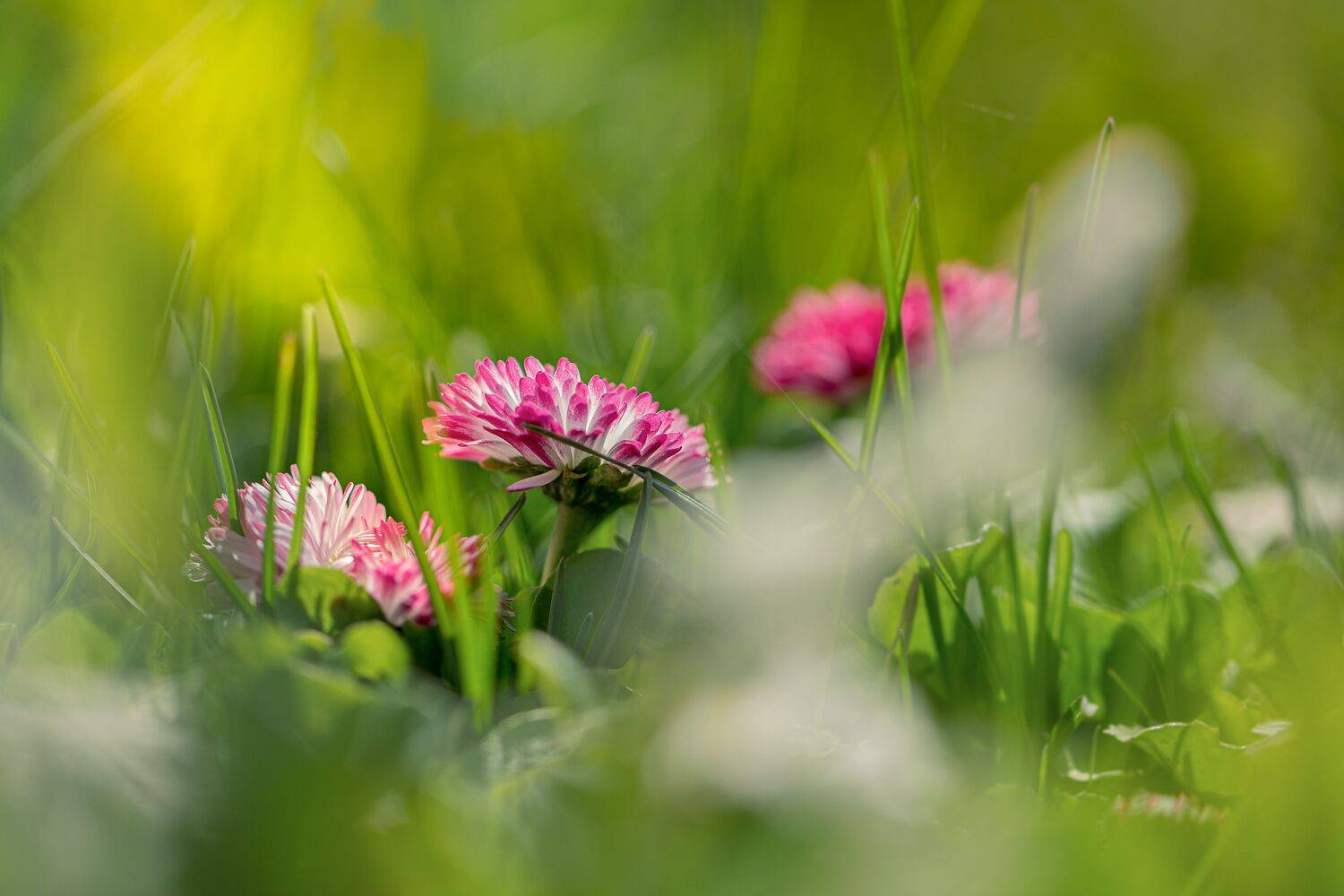 , Зеленько Дмитрий