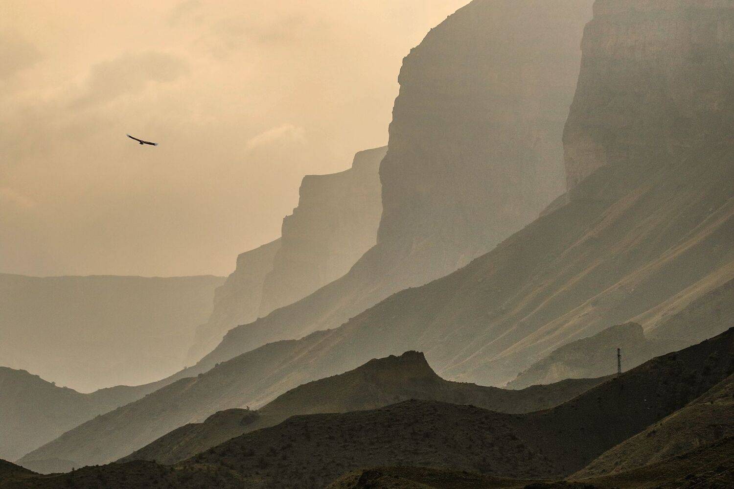 белоголовый сип,горы,гриф.падальщик,горы.дагестан.марат магов,, Marat Magov