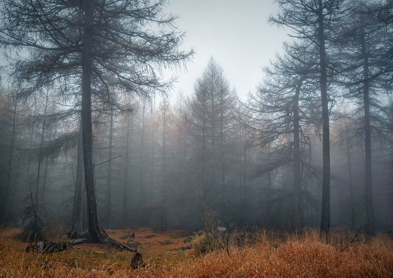 Горизонтальный  Нет людей  Фотография  Дерево  На улице  Лес  Природа  Живопись - Природа  День  Туман  Спокойствие  Красота в природе  Спокойная сцена  Пейзаж - Пейзажи  Ствол дерева  Не городская сцена  Лес  Растение  Окружающая среда  Небо Туманный Ноябрь фото превью