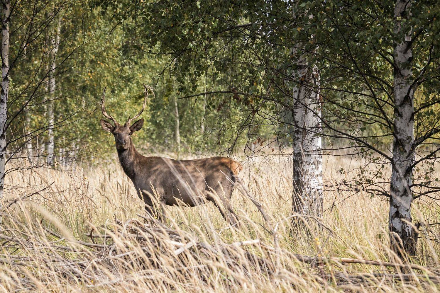 марал,фотоохота., Анатолий Салтыков
