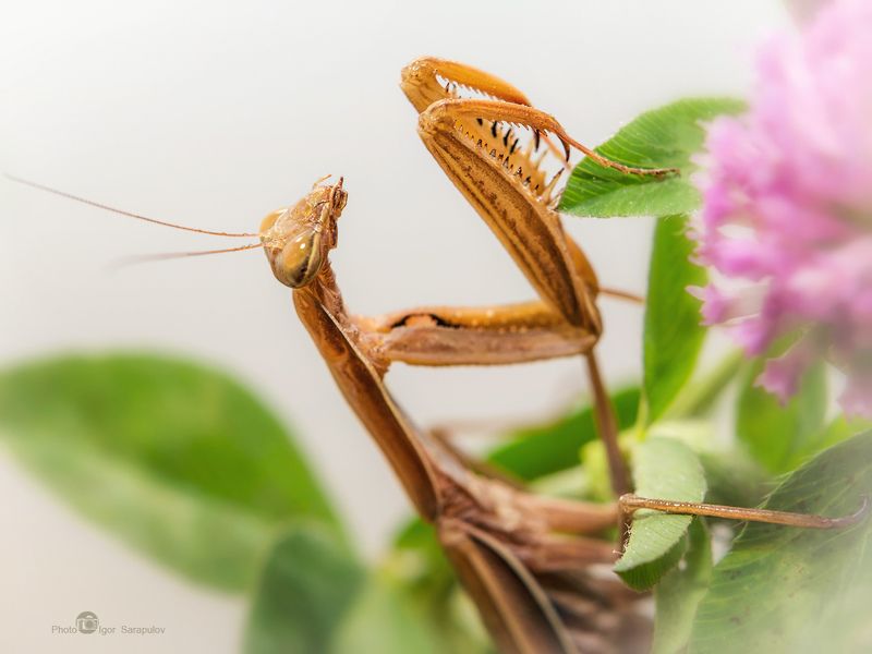 богомол, mantis religiosa, эмпуза полосатая,  empusa fasciata,  когти, крупный план, лапы, макрофотоохота,  макро, молиться, монстр, насекомое, обитатель, обозрение, дикий, инопланетянин, призрак, природа, рожки, существо, трюкач, фигура, хищник Богомол фото превью