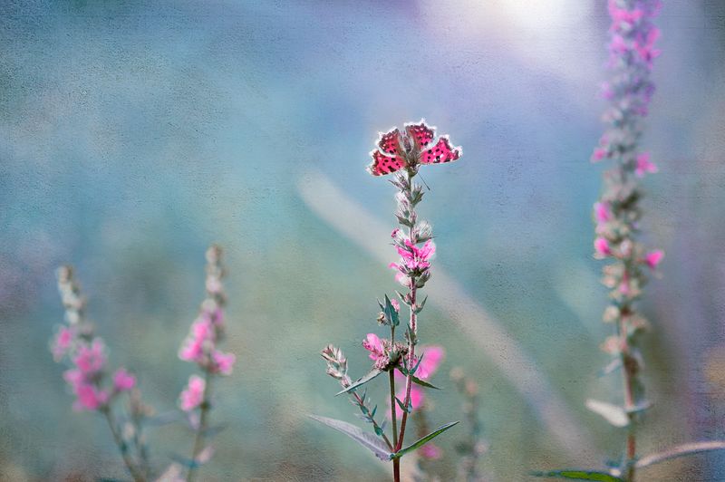 То ли бабочка, то ли виденье фото превью