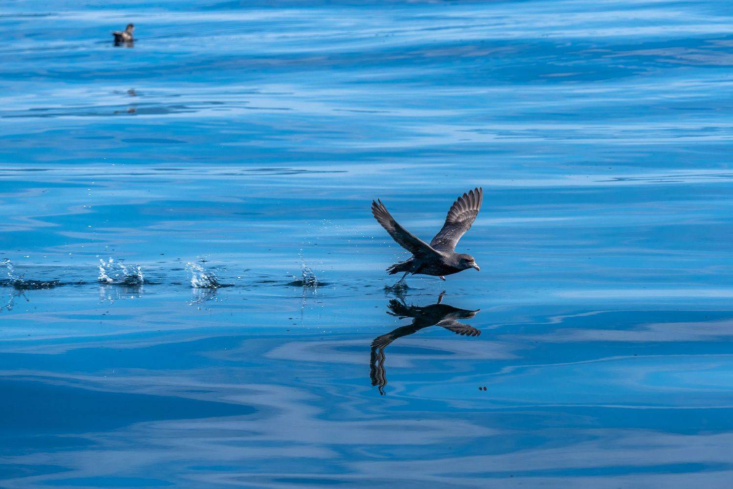 , Баландин Дмитрий