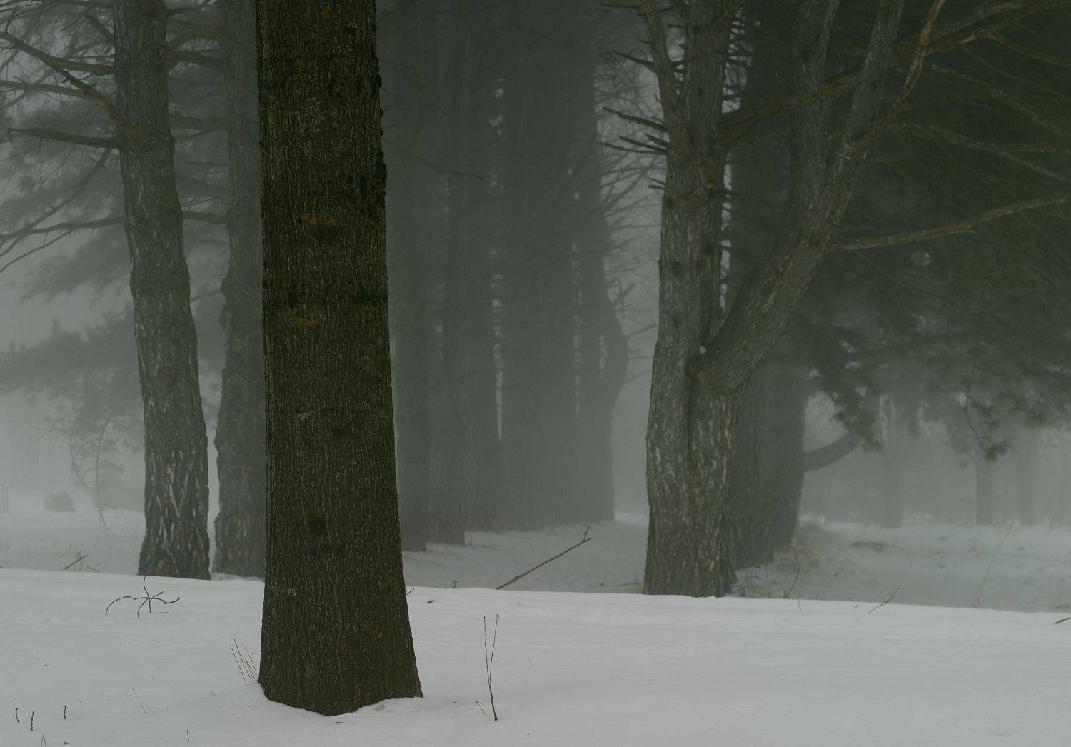 зима туман лес утро, Александр Жарников