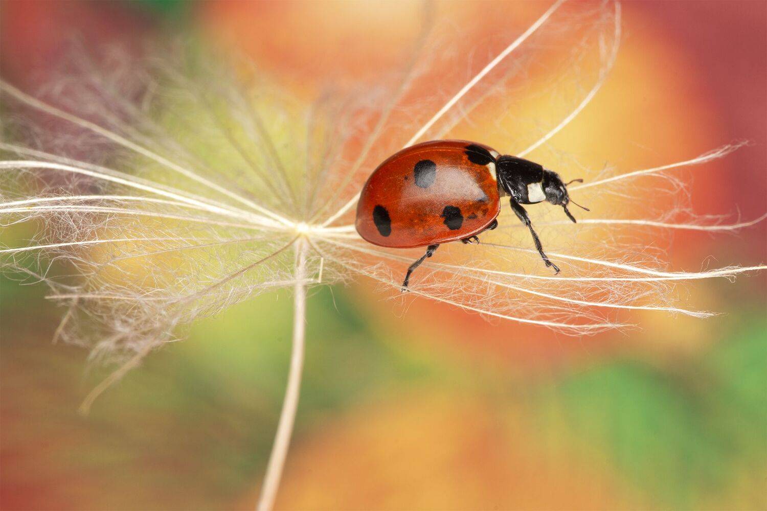 ceclii, macro, Tsvetan Ganev