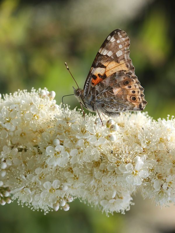 Июнь фото превью