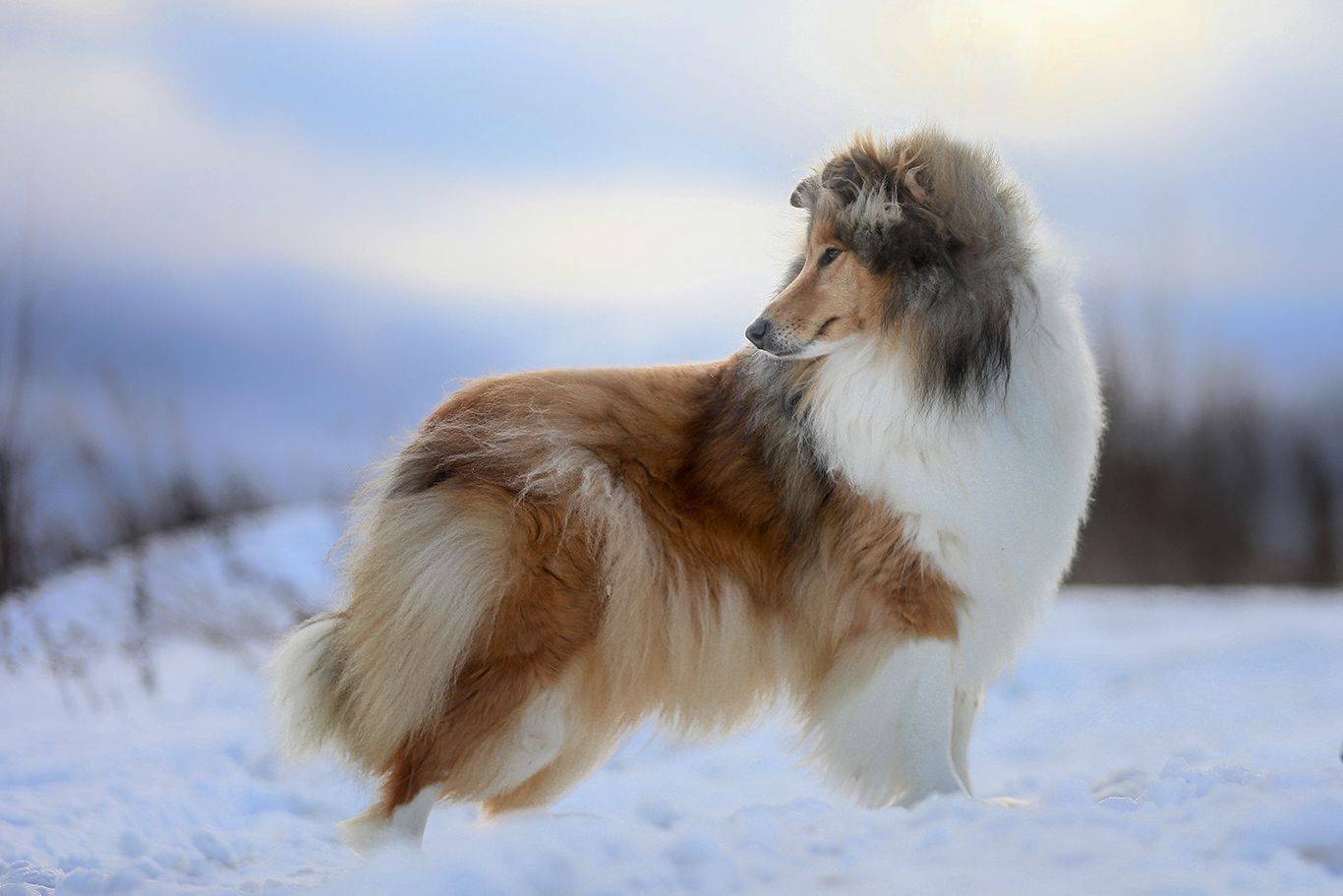 , Андрей Ершов