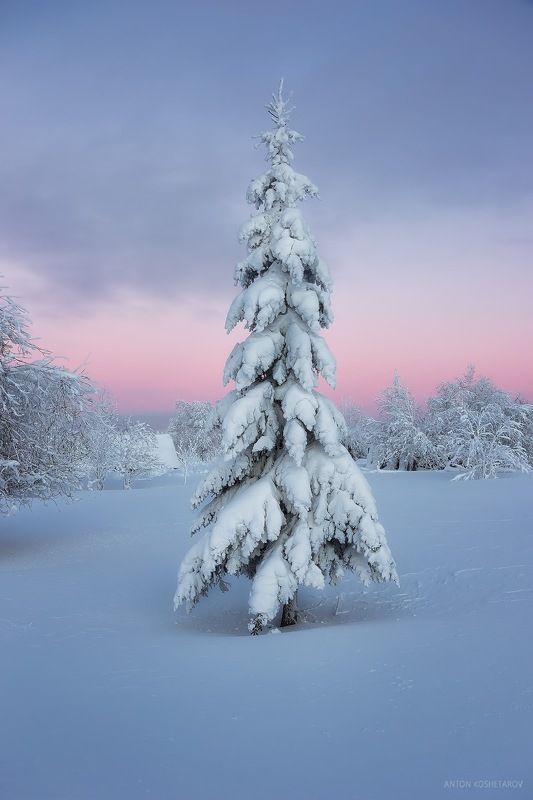 Ёлочка фото превью