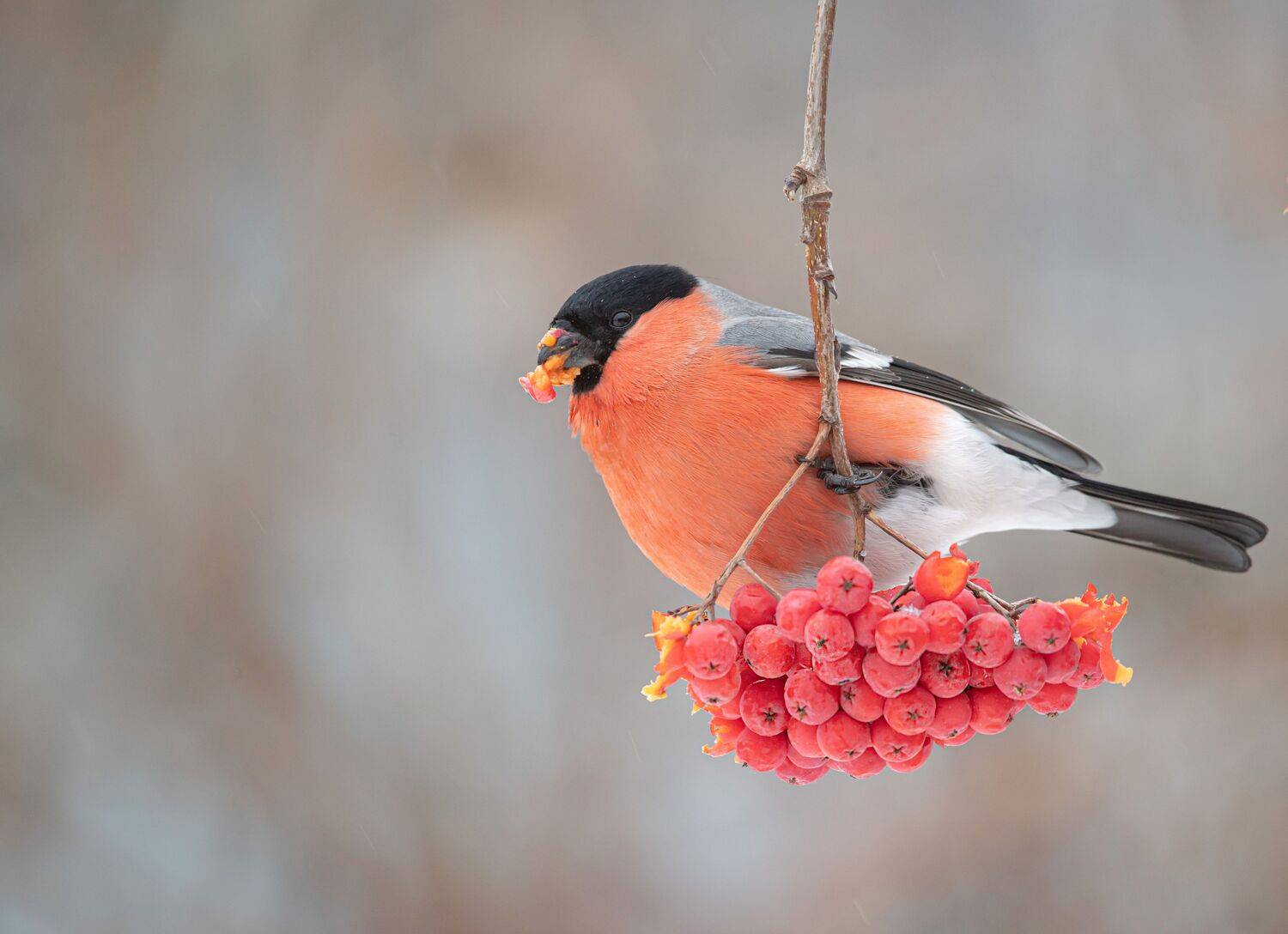 птицы,природа, зима, Андрей Киселёв