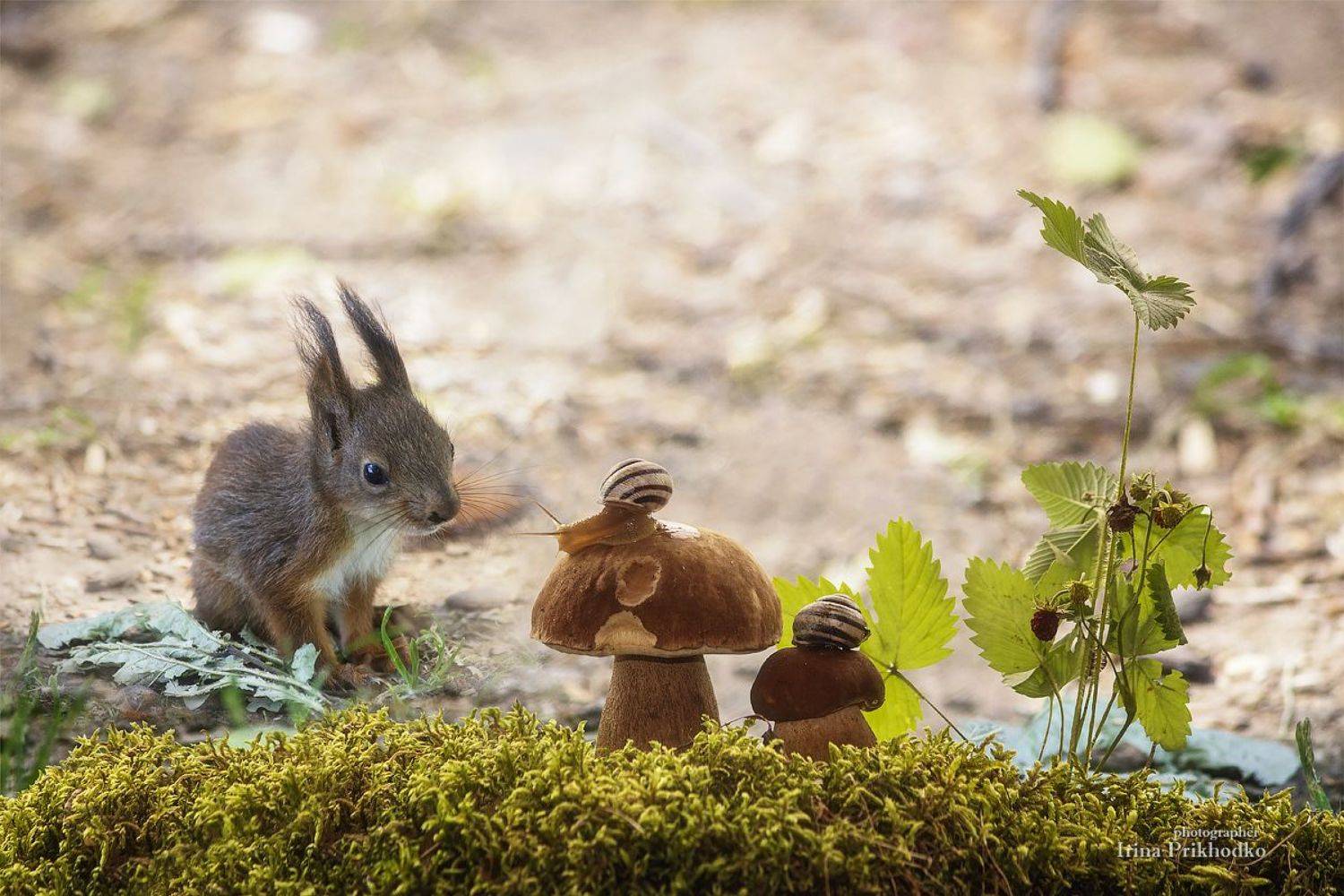 дикие животные, дикая природа, грызуны, белки, бельчонок, улитка, постановочное фото, Ирина Приходько