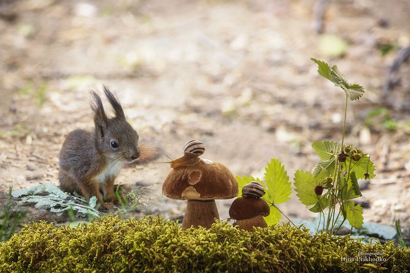 дикие животные, дикая природа, грызуны, белки, бельчонок, улитка, постановочное фото Знакомство фото превью