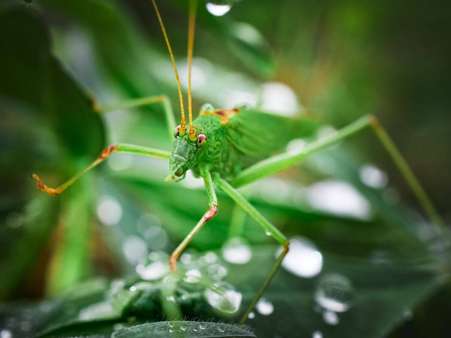 кузнечик, лето, капли, Сергей Калёв