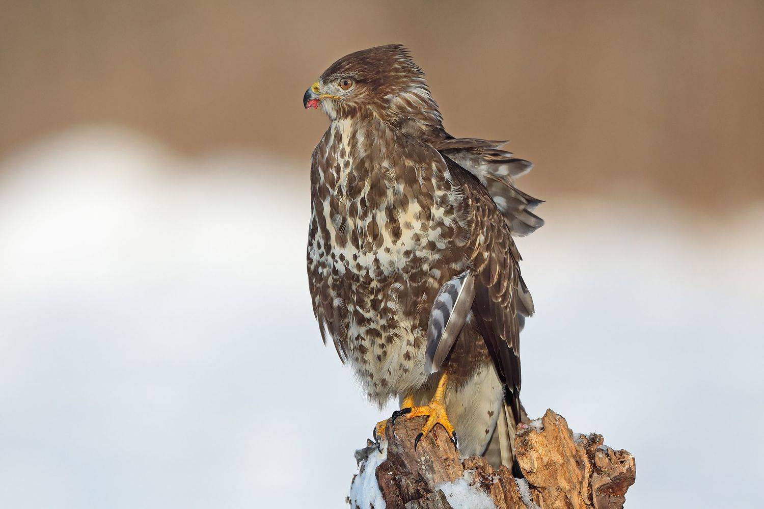 , Александр Гусар