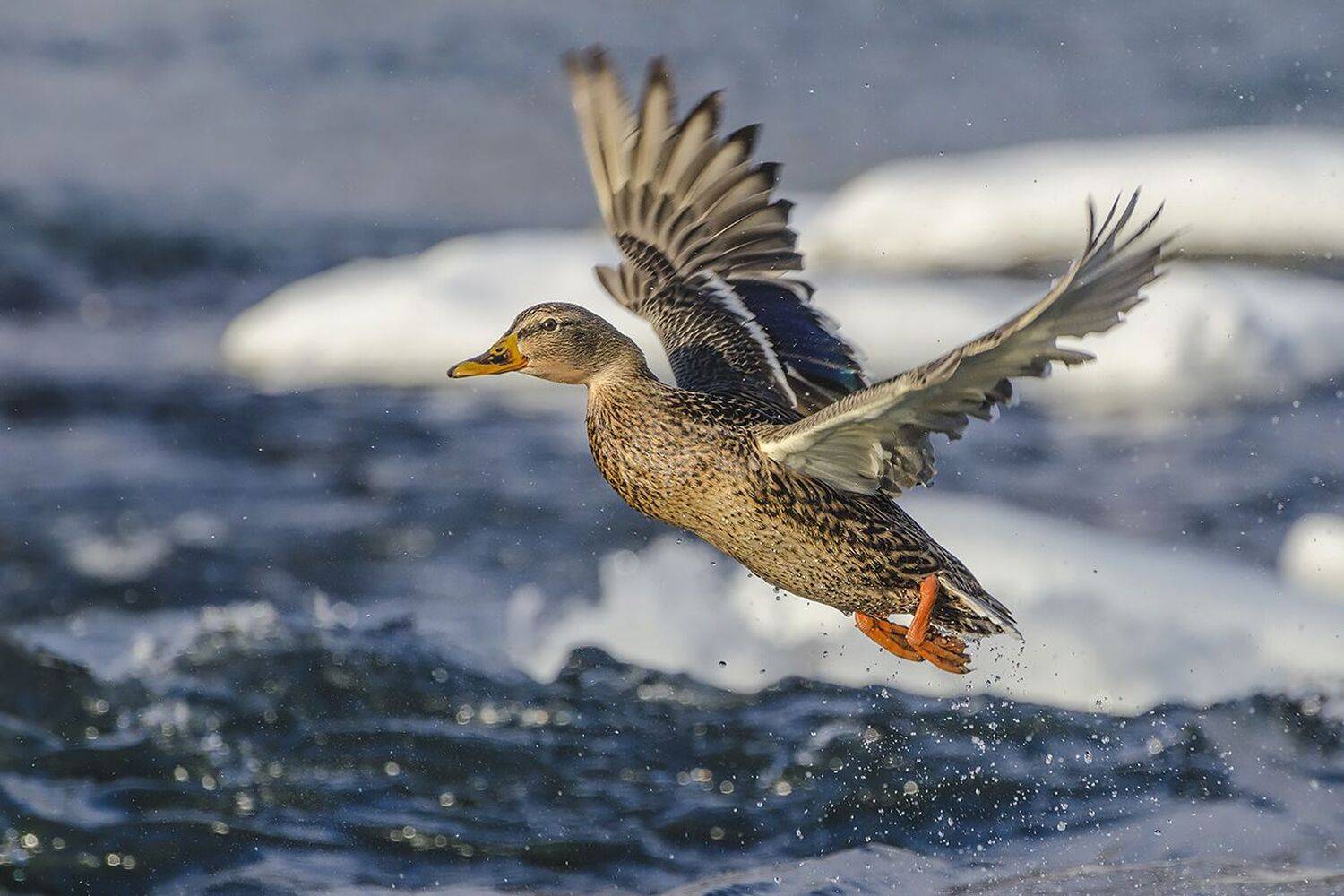утка, кряква, зимовка, река упа, Михаил Агеев