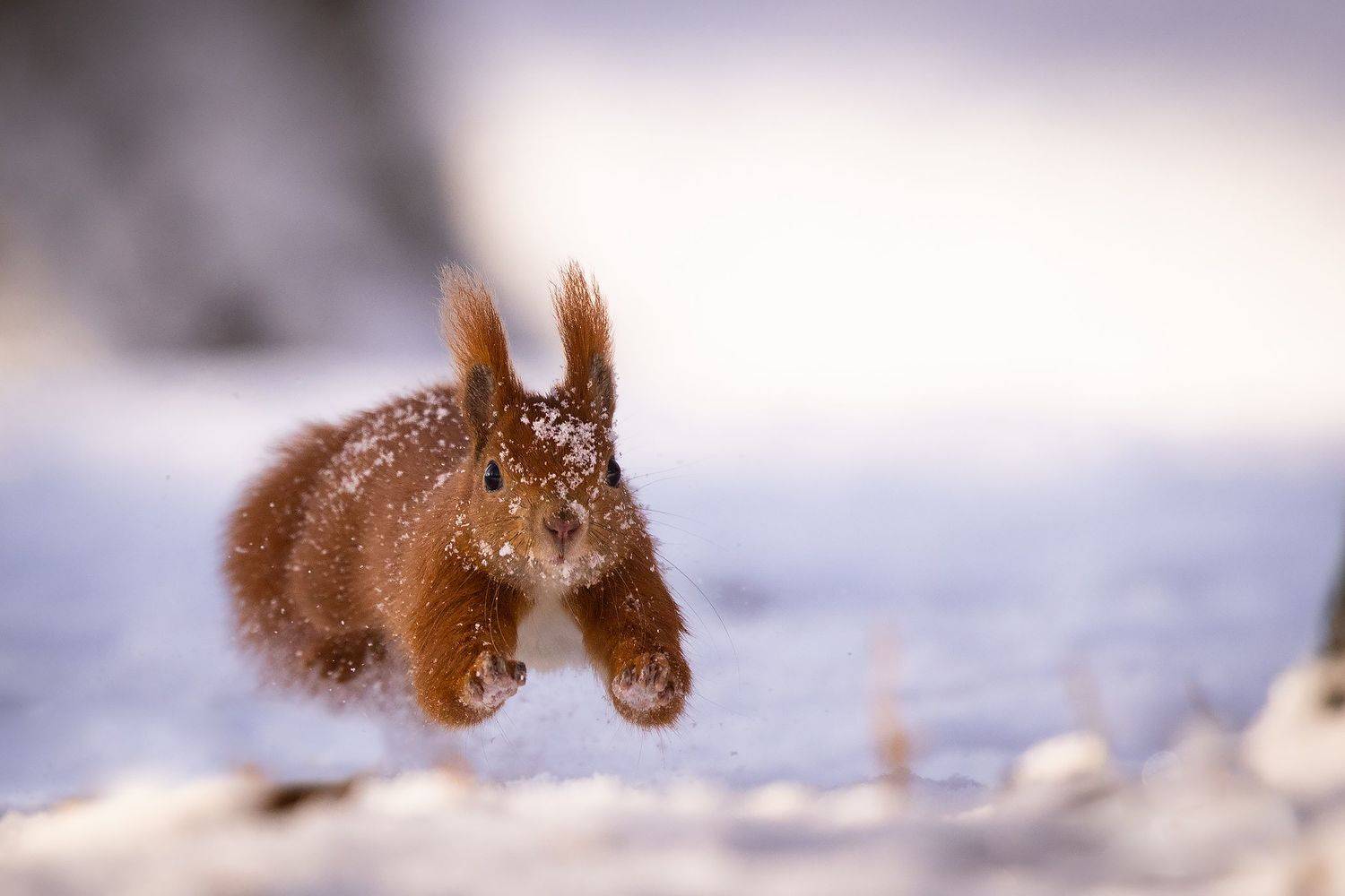 , Robert Adamec