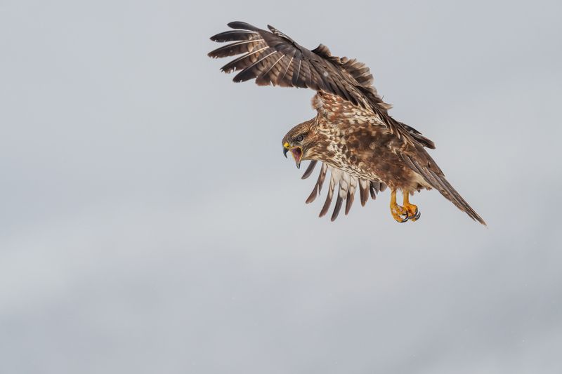Мишелов /Buteo Buteo/.. фото превью