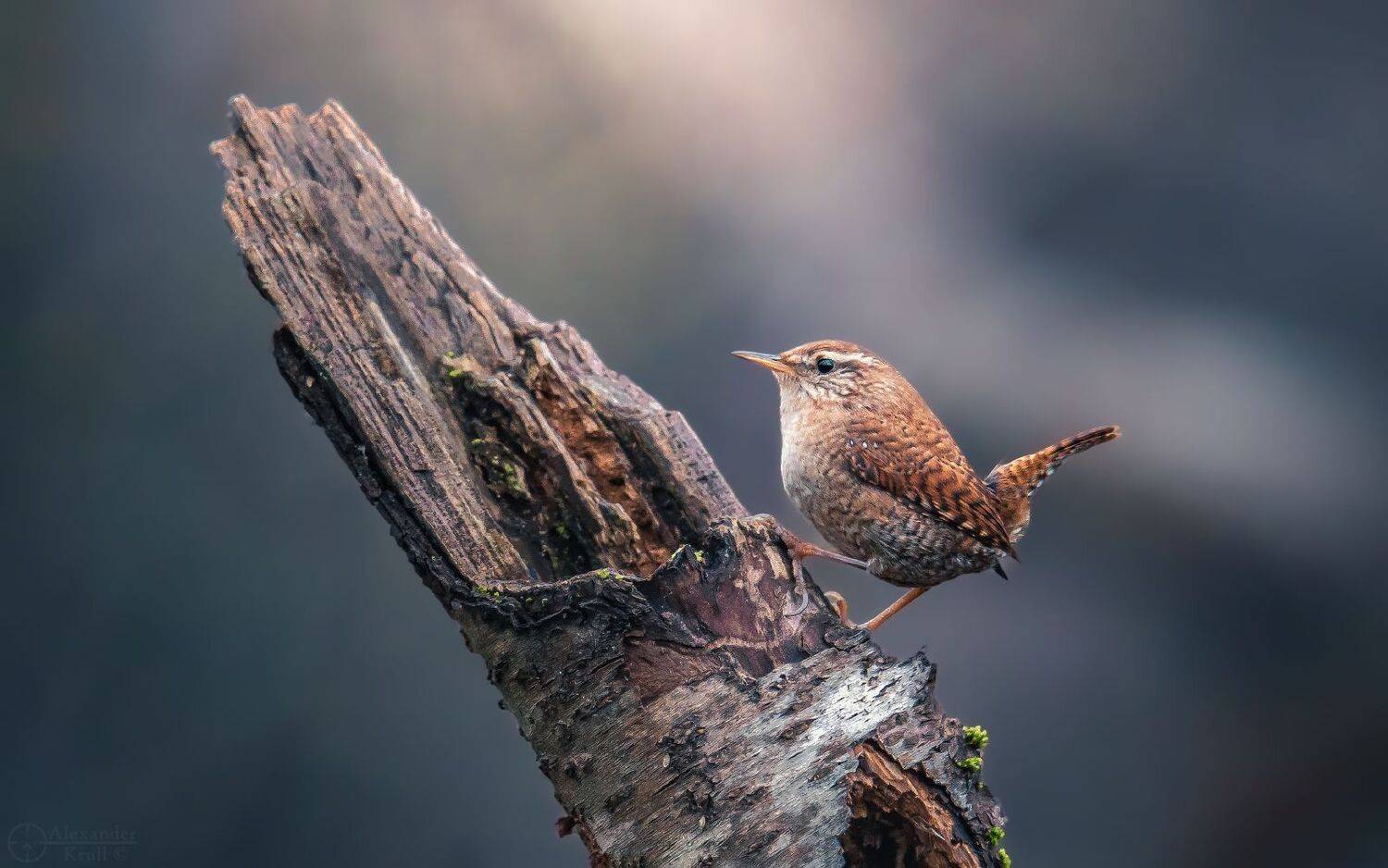 крапивник, подкоренник, орешек, задерихвост, Александр Круль