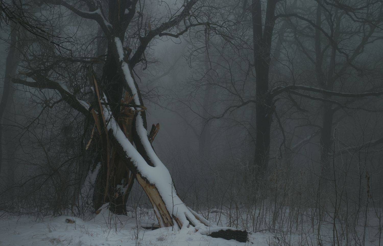 зима туман лес утро, Александр Жарников