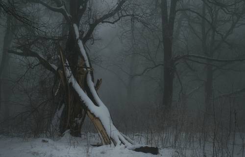 Туманное утро