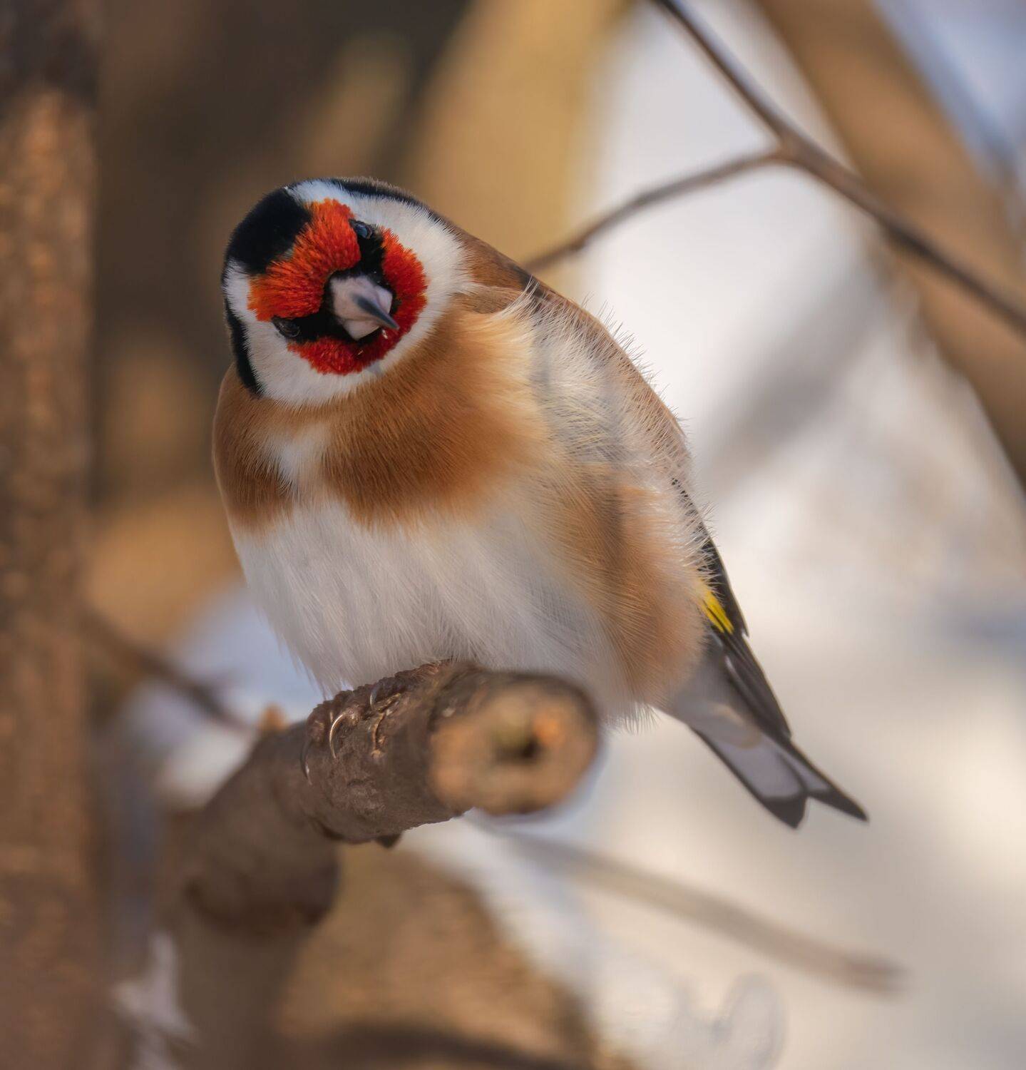 , Константин Дэм