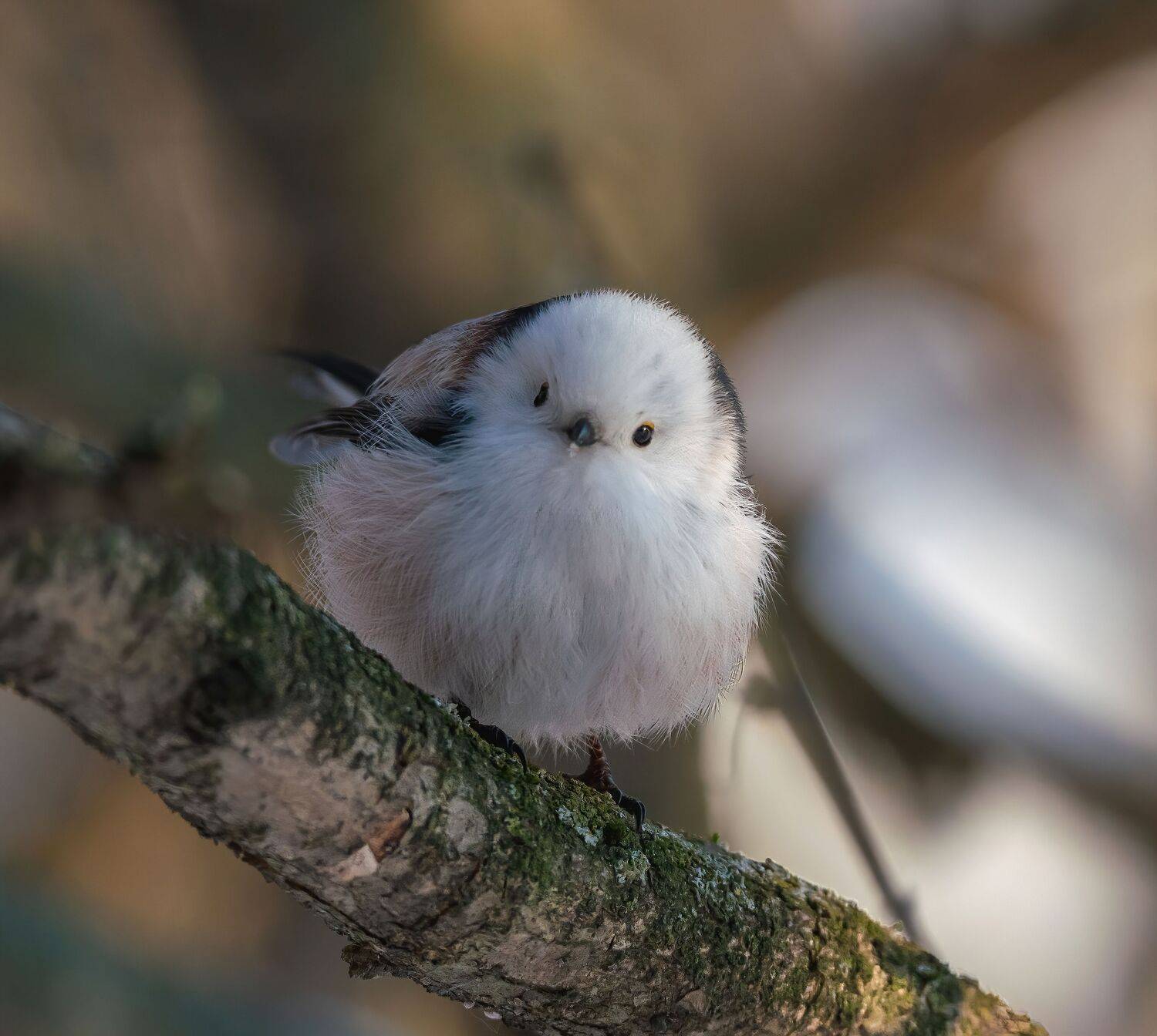 , Константин Дэм