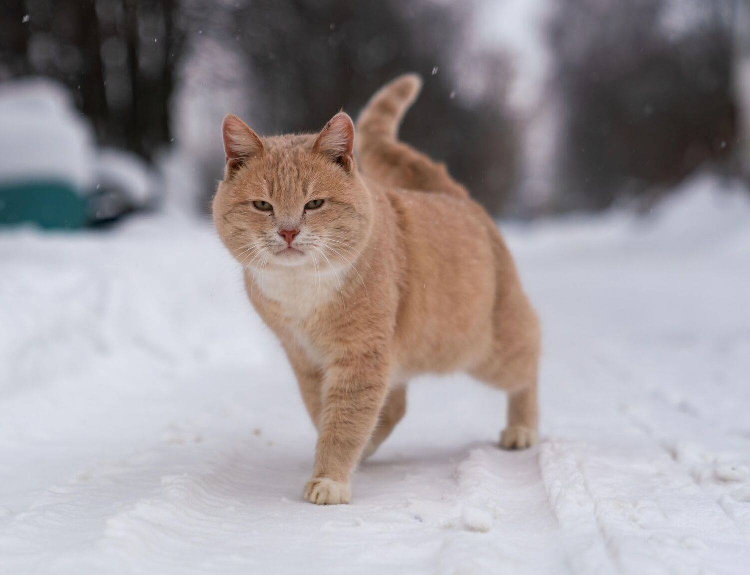 , Константин Дэм