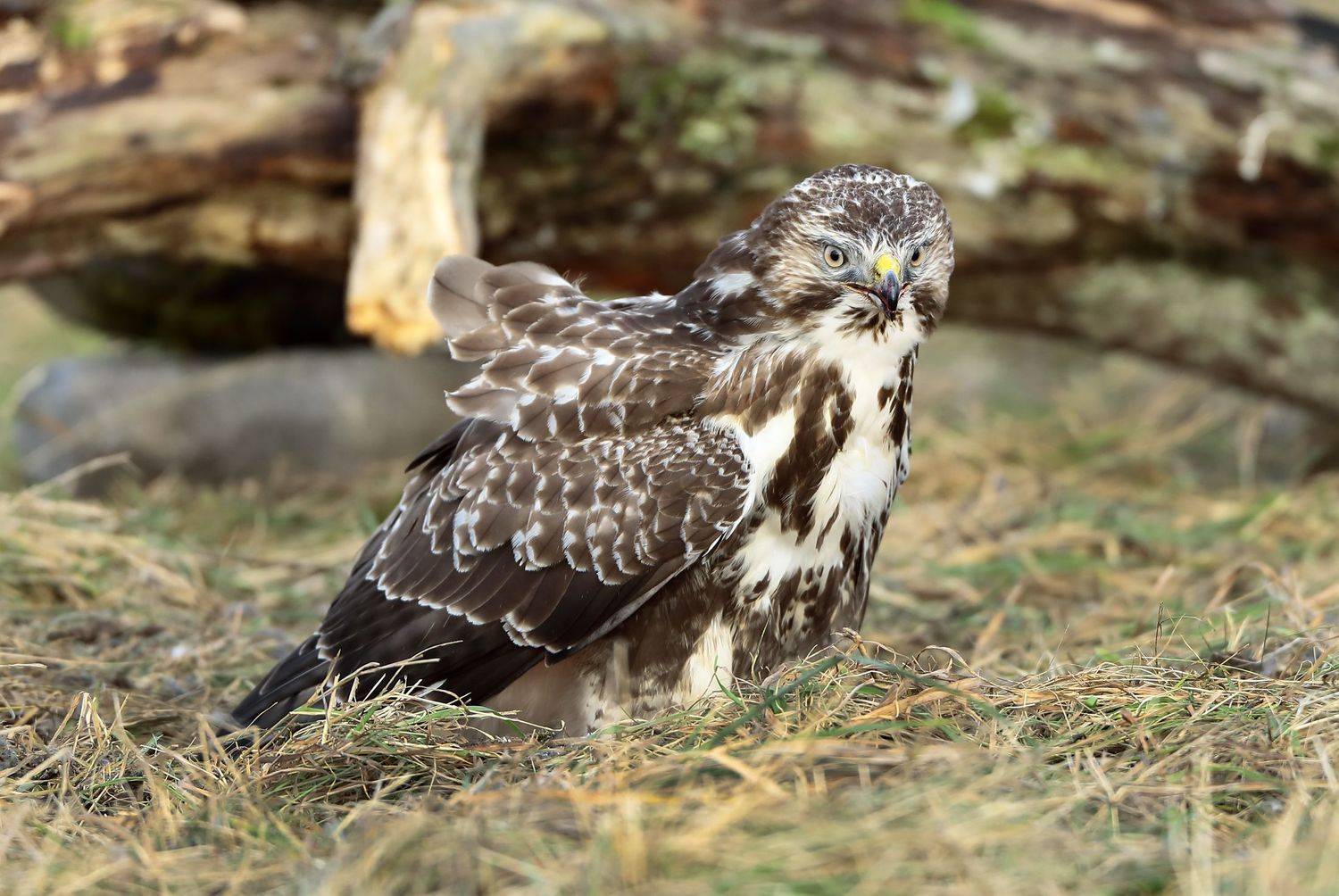 , Александр Гусар