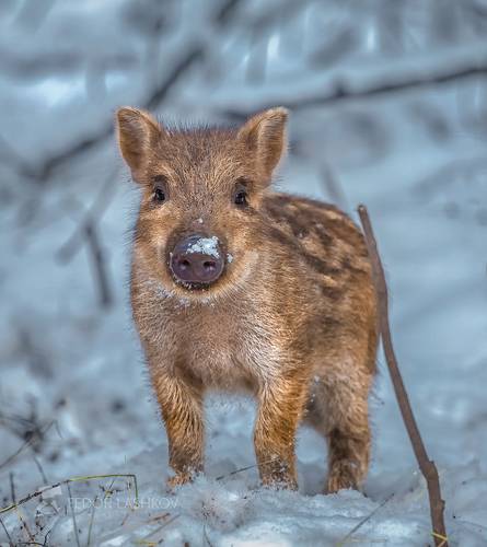 Животные зимой