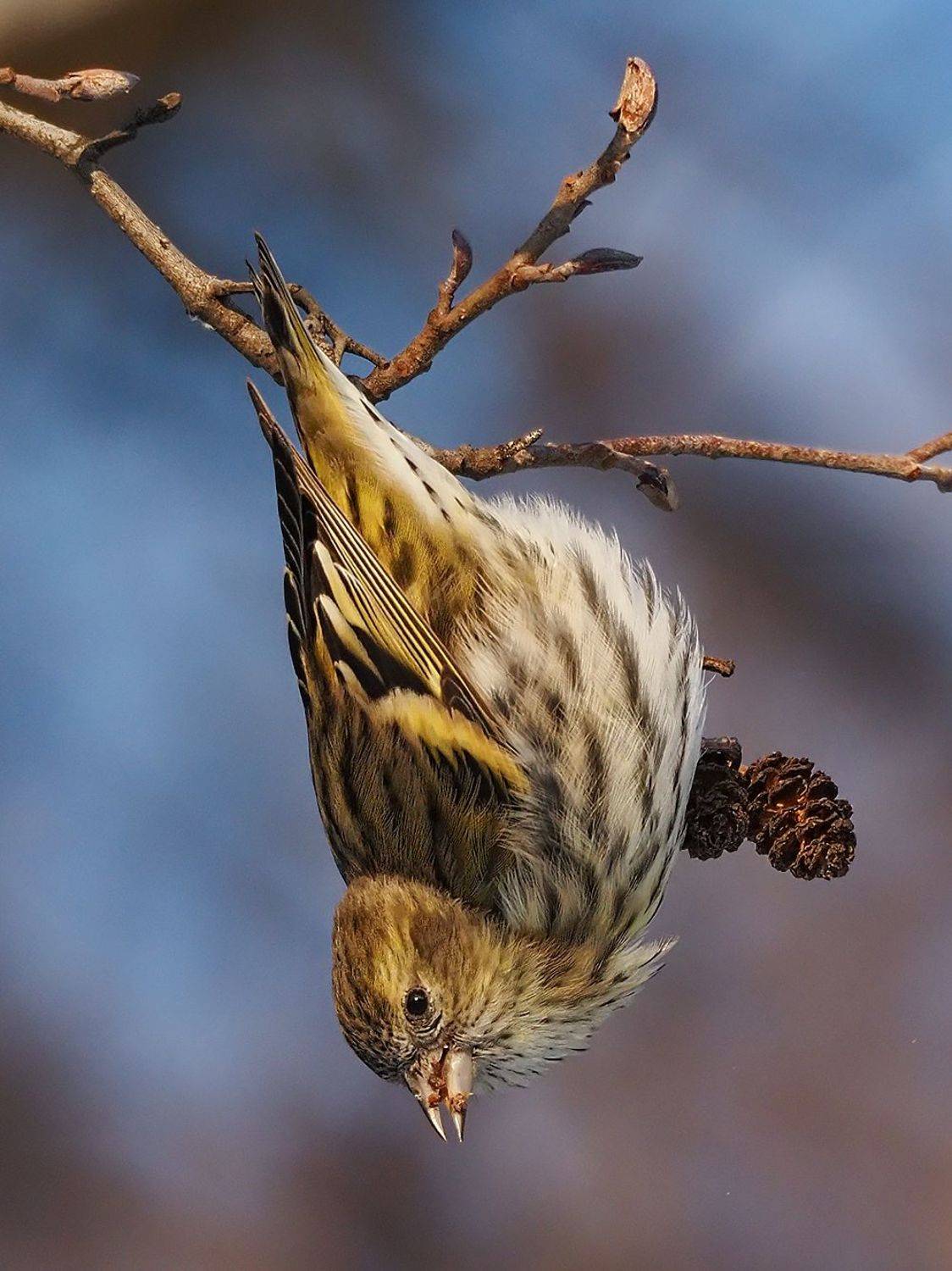 , Сергей Духанин