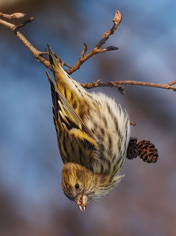 чиж на ольхе фото превью