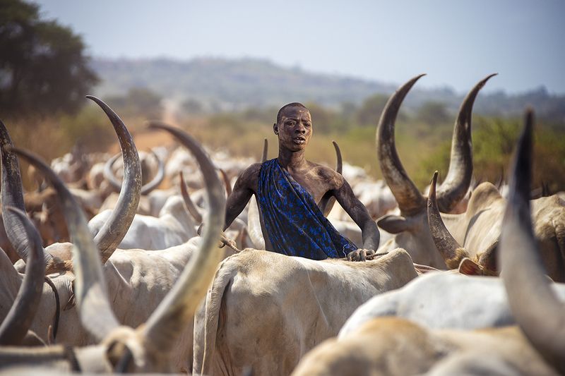 child,people,children,kids,boy,kid,africa,person,people,urban,woman,light,low key,low-key,girl,dark,fog,shadow,mundari,dinka,southsudan,sudan,tribal,tribe,africa,afrika,horns,sunset,sunrise,war,cattle,animal,nature,horn,wild,horned,cow,rural,south_sudan,c Mundari\'s male cow фото превью