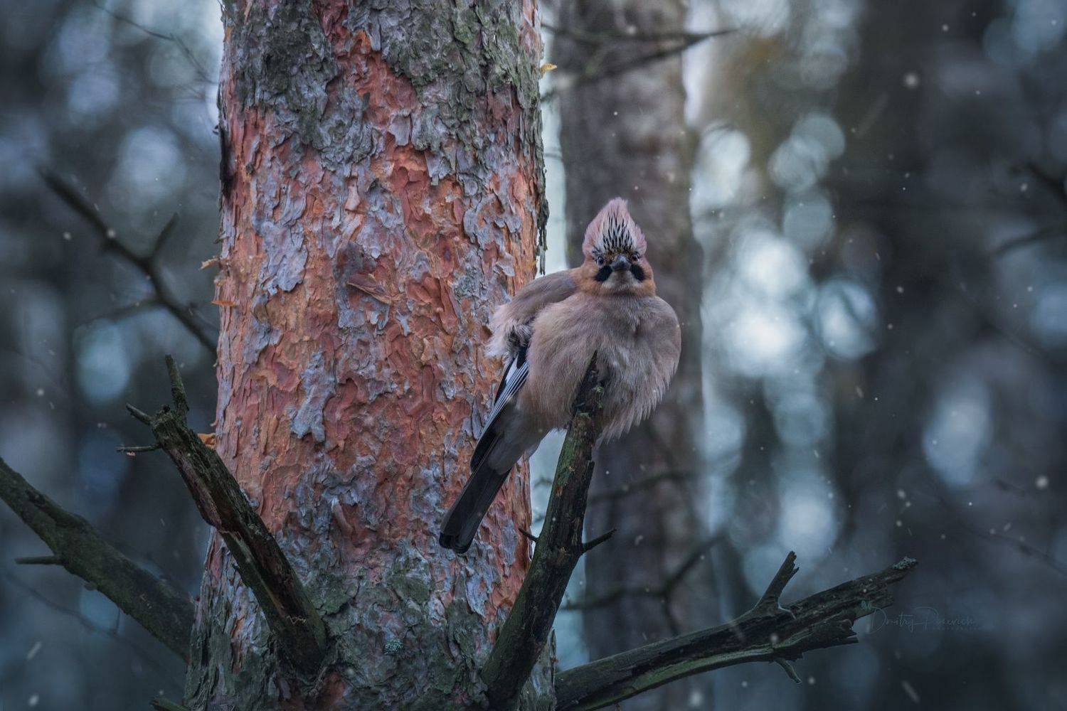 природа, лес, поля, огороды, животные, птицы, макро, Посевич Дмитрий